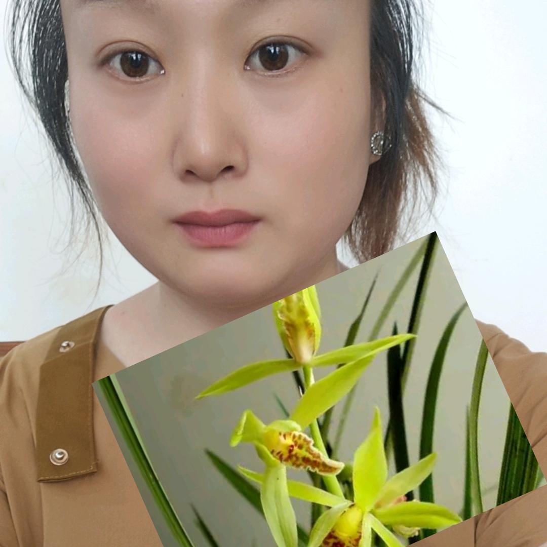 蕙兰小黄
