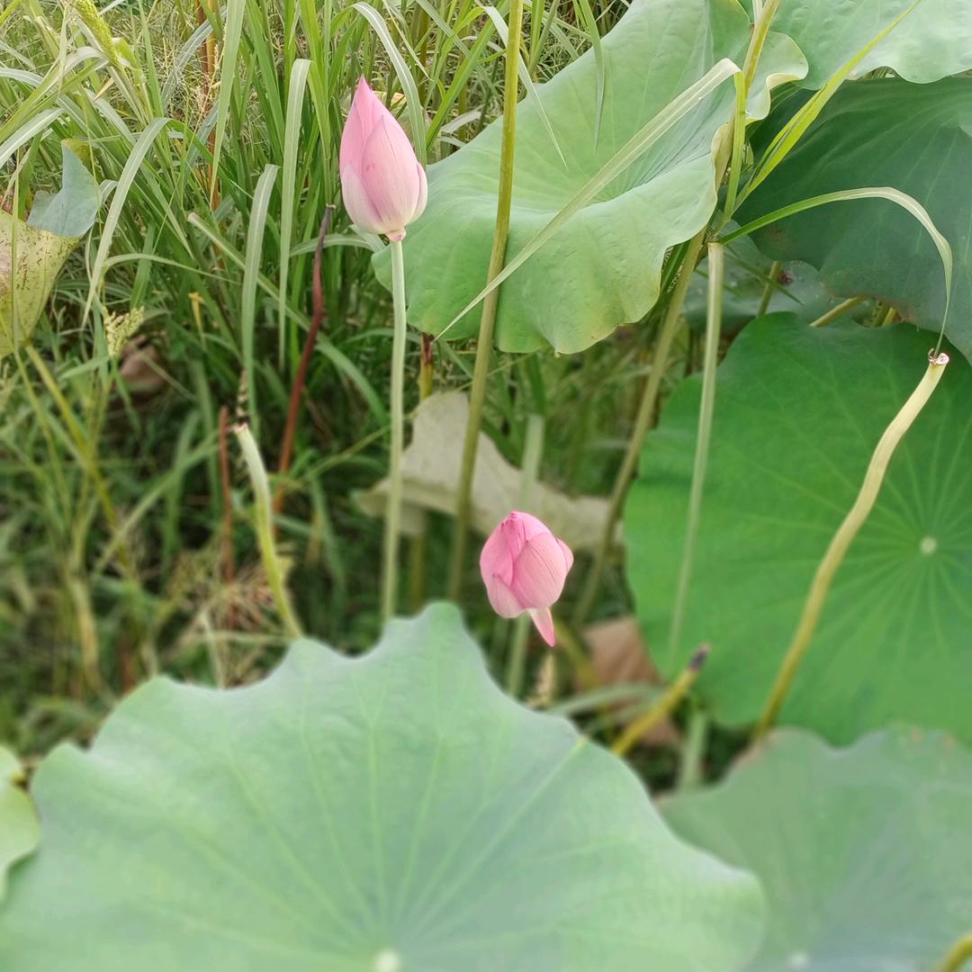 海棠（杨姐姐上午10...45开播）