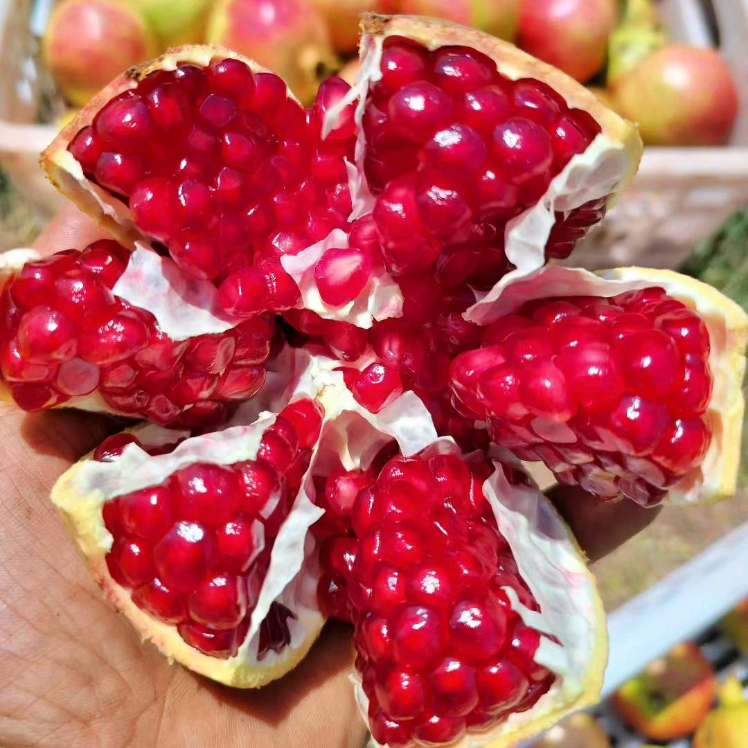 安徽姑娘在四川会理种石榴