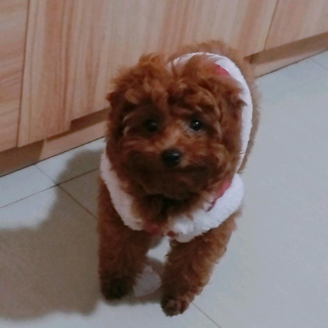 多多是一只泰迪犬