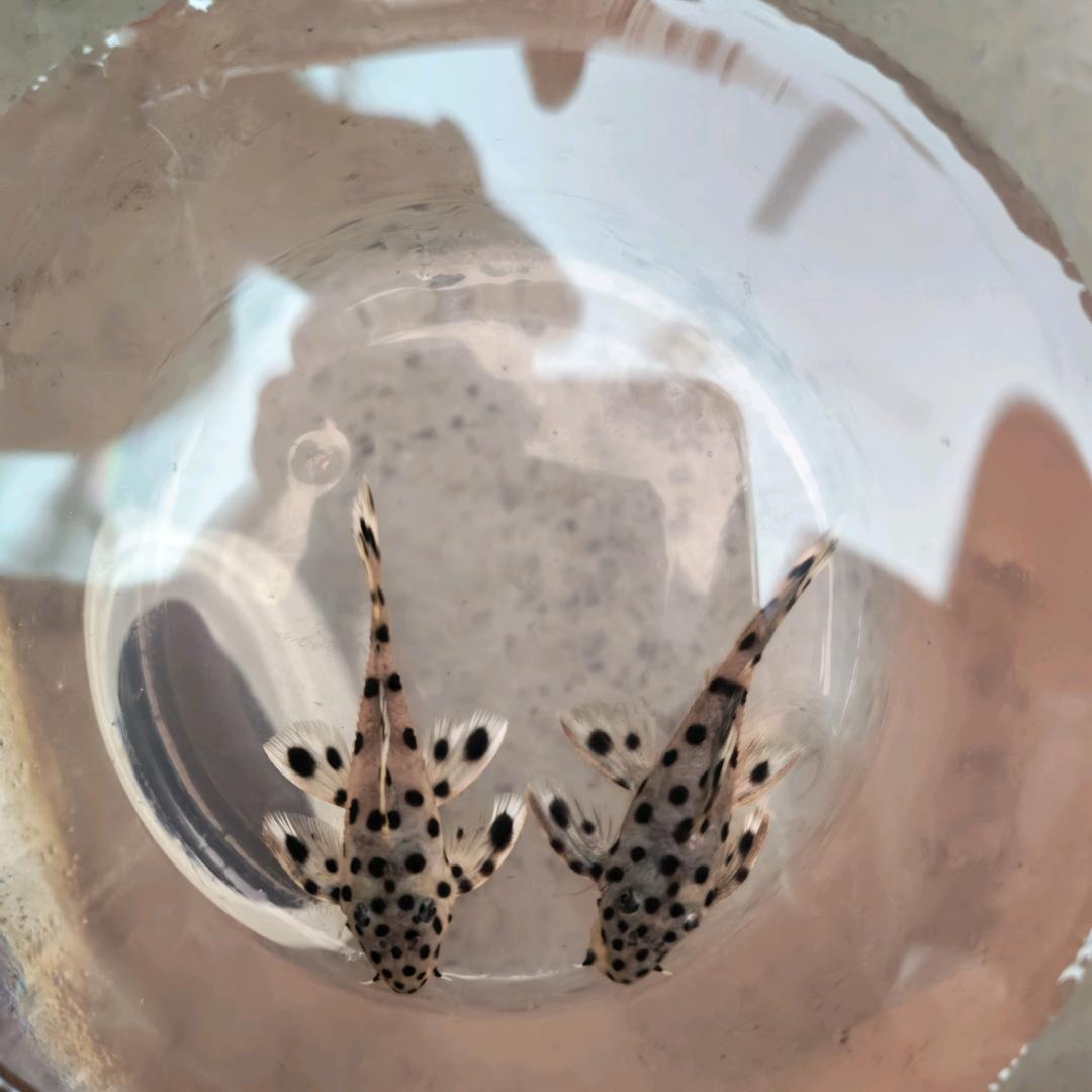 🐠摇尾巴水族