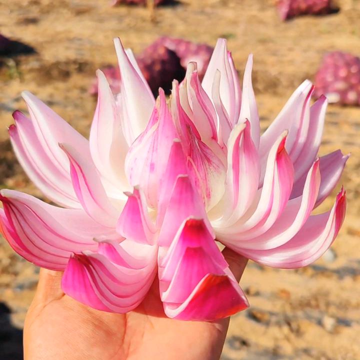 小马蔬菜代存