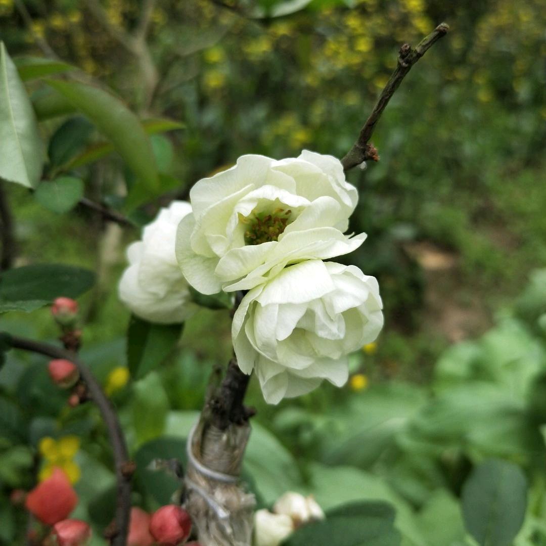 我是养山羊养花养土鸡的