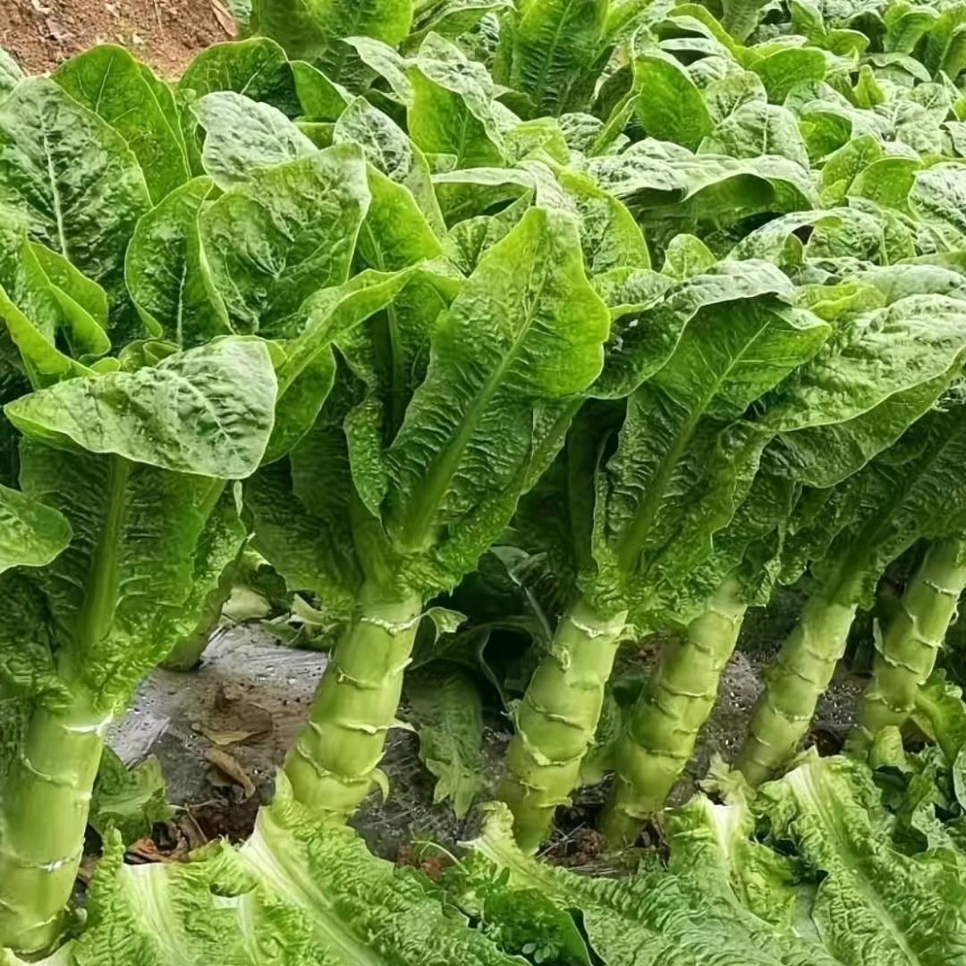 乃艳蔬菜苗圃基地