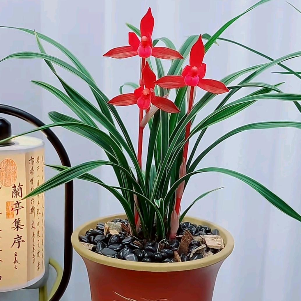 💞轻玉🌊良缘💜