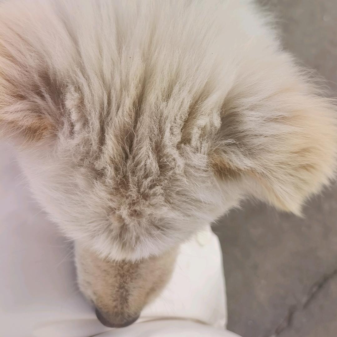 橙橙维C多 (｡･ω･｡)ﾉ♡