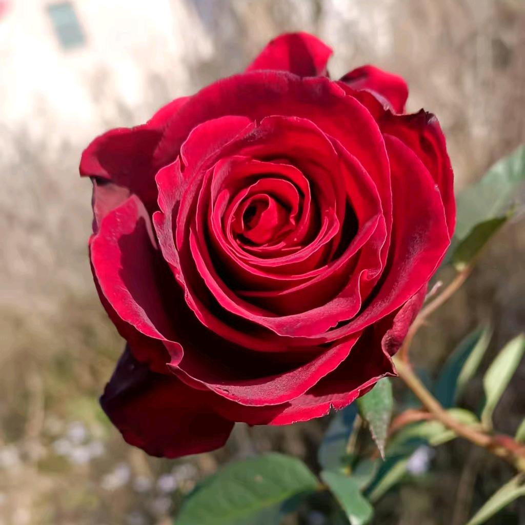 人生若梦，皆过客