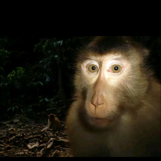 不要学大人说话