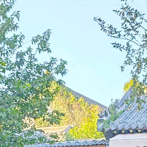 青炑