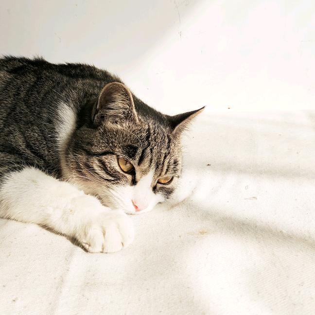 猫爪儿