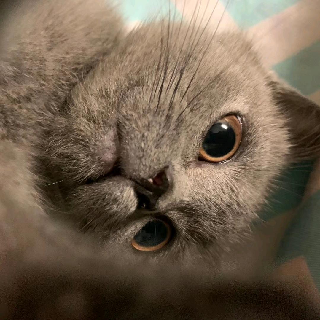 小小乐