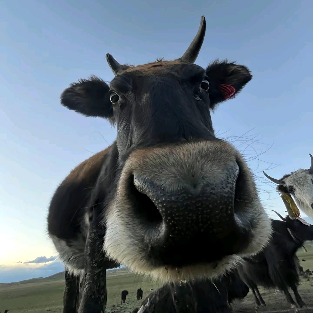 梁山伯与猪硬来￴ ￴￴￴￴ ￴￴ ￴￴