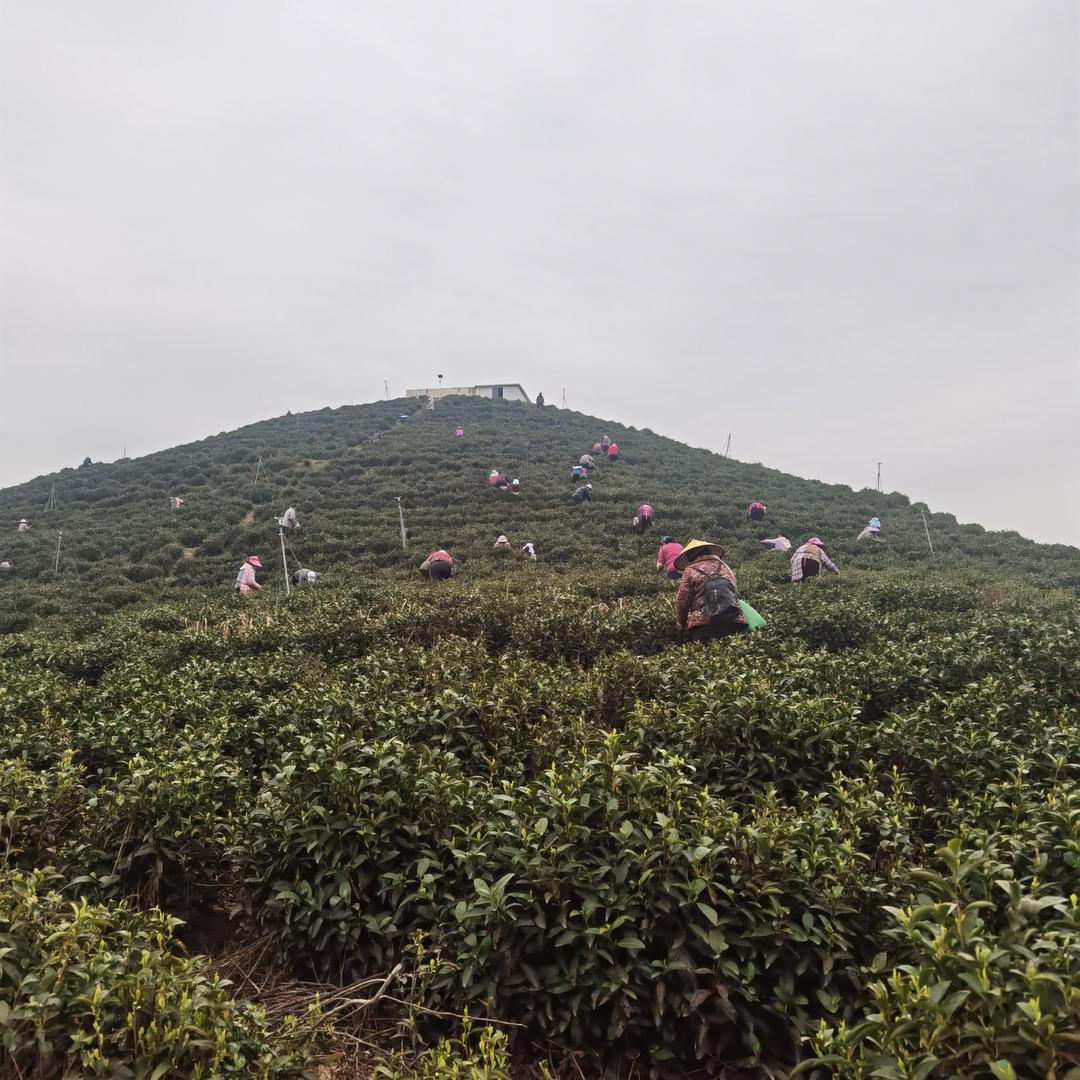 丑小鸭
