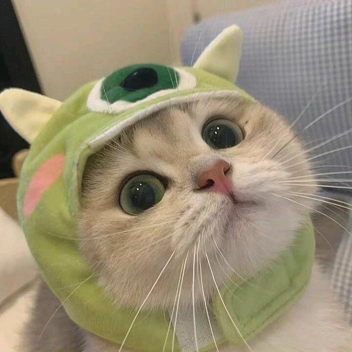 猫猫笔记