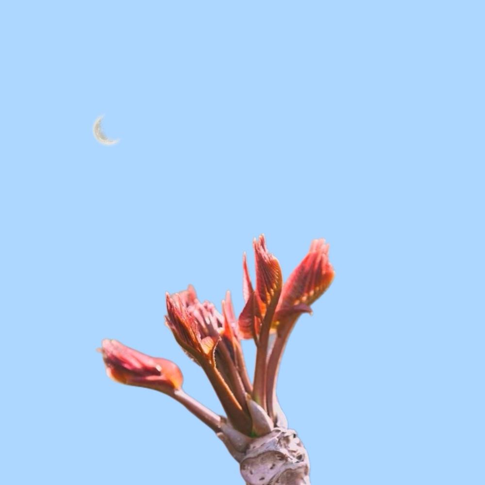 东风北吹