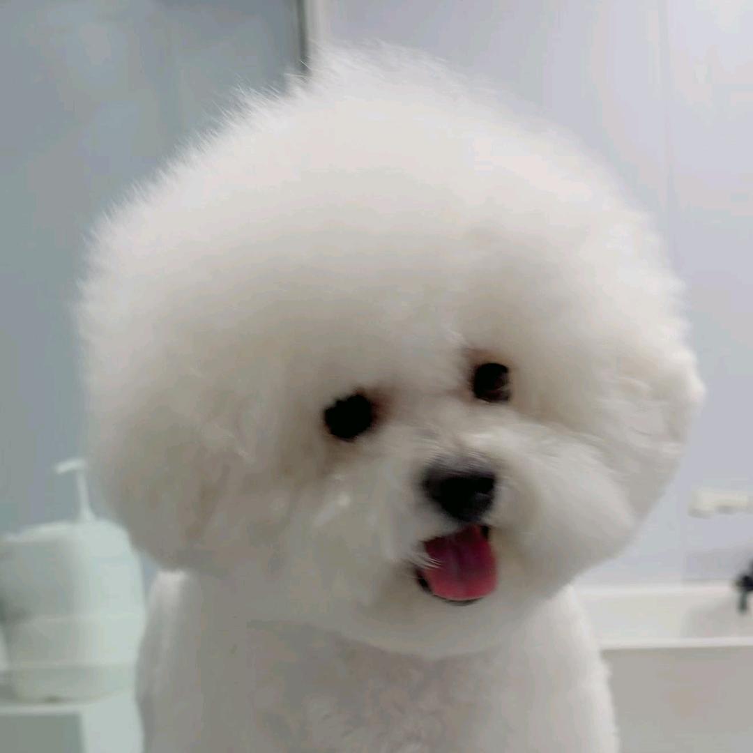 比熊💣炸弹💣