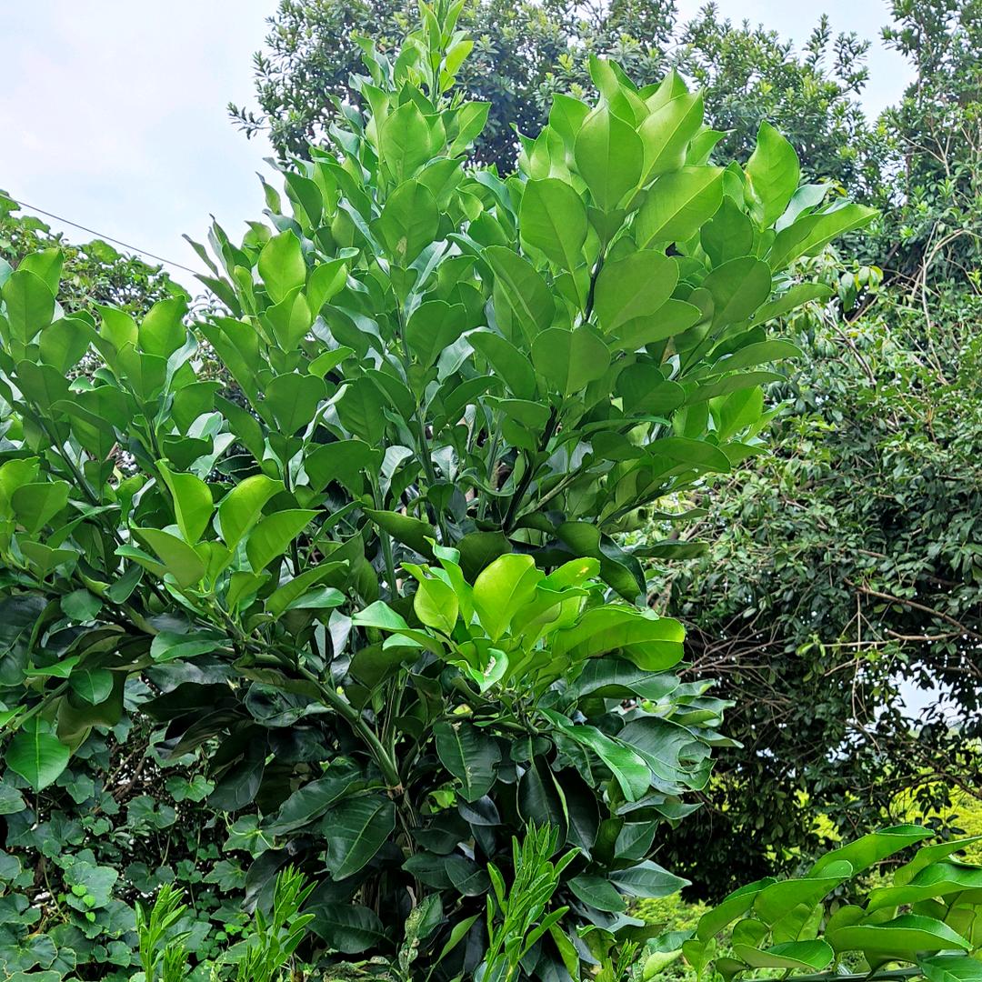贞珍