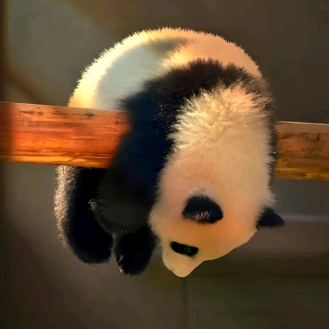 让你做我怀中猫