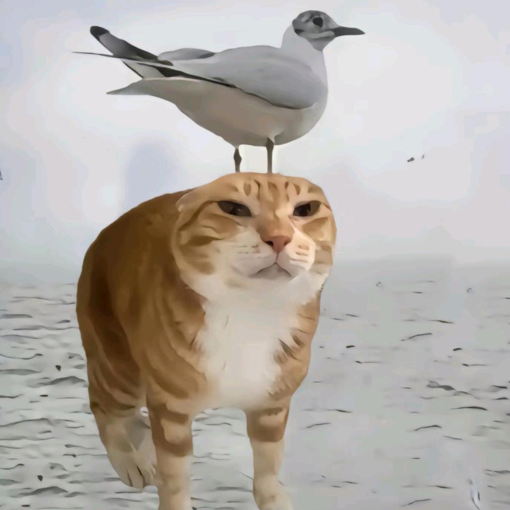 🍊   ￴ ￴ ￴￴