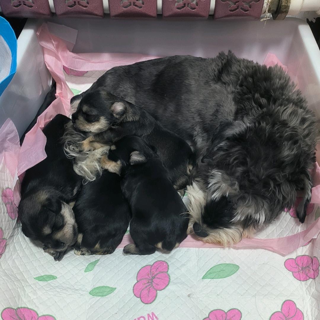 杨丽（雪纳瑞Lucky，钢蛋，初三，可乐