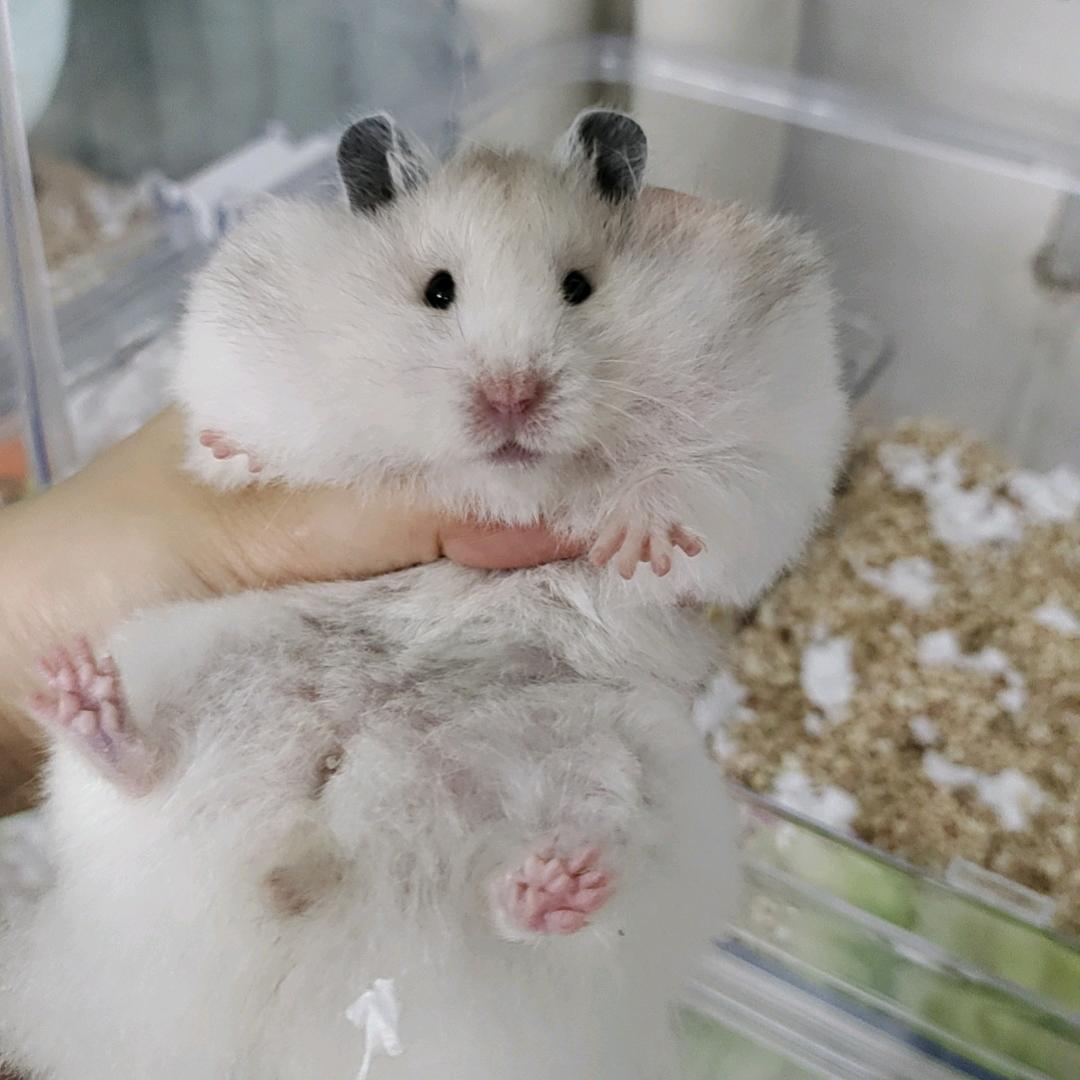 都安欣尼萌宠屋宠物店