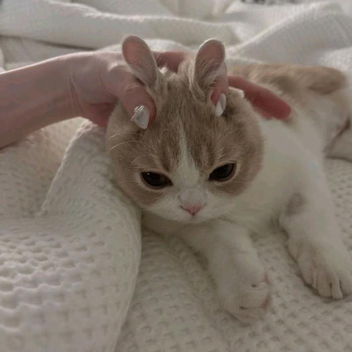 玉米