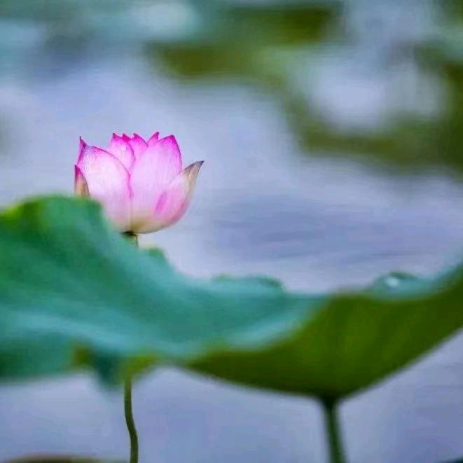 花落花开