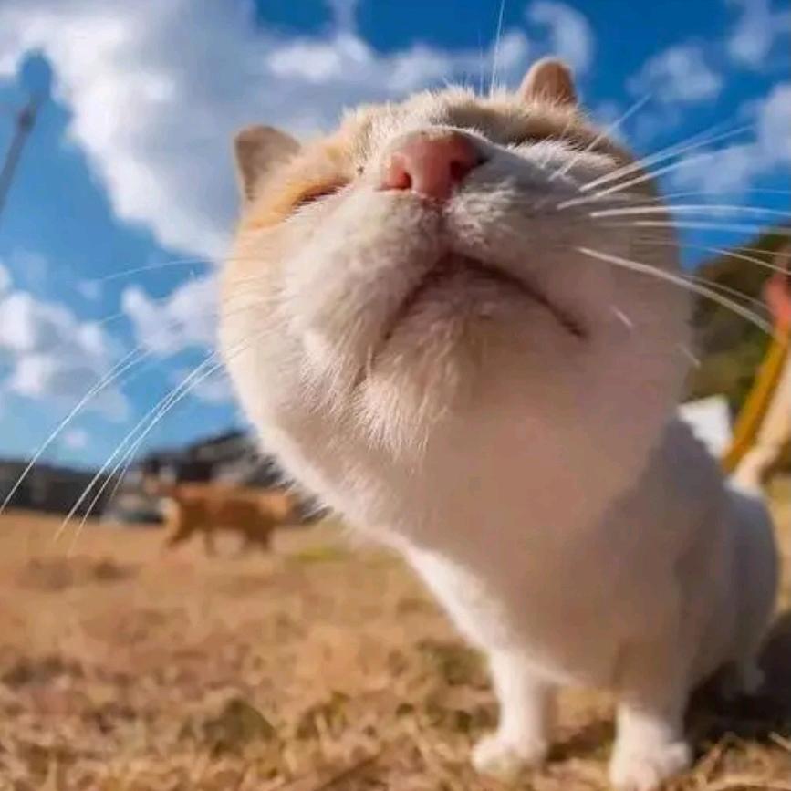 吾与