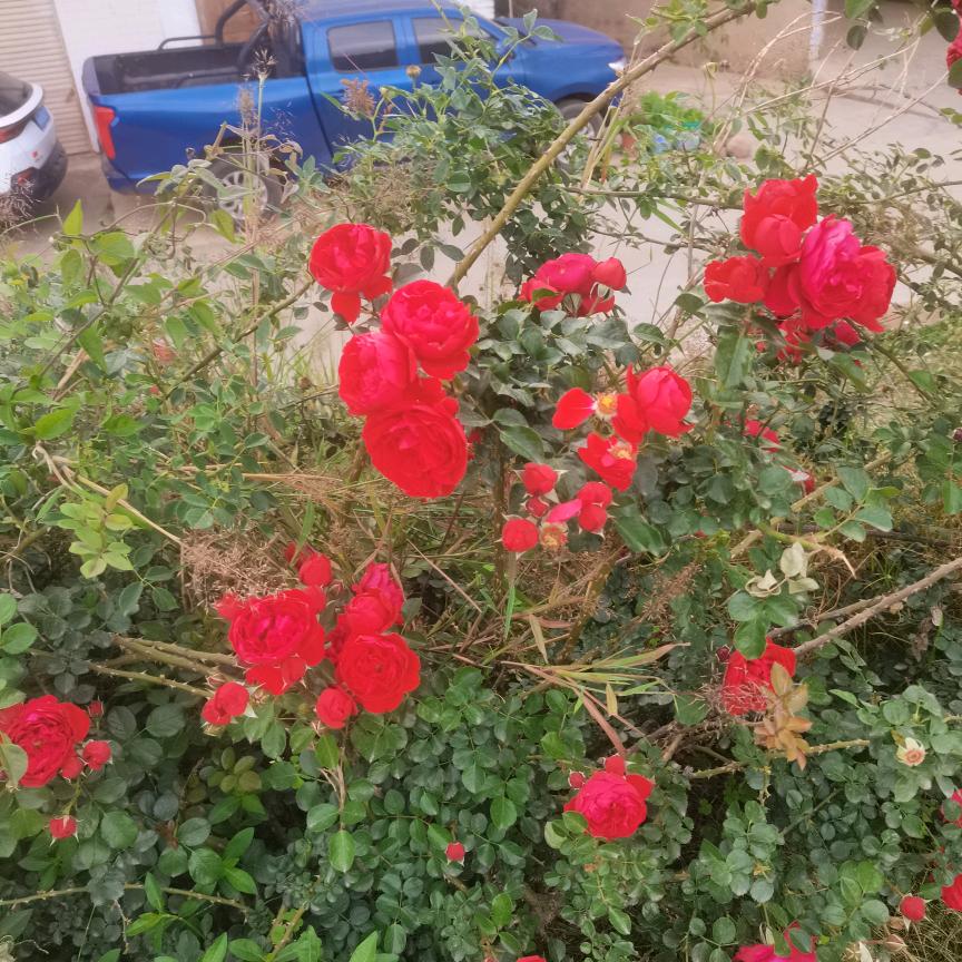 好运连连