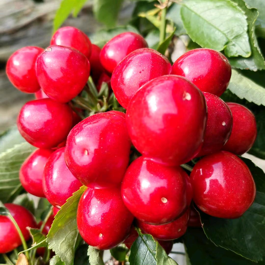 郭屯樱桃🍒（乐山）