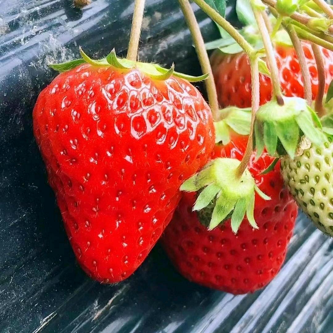 志雅草莓