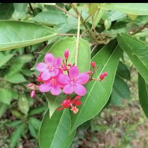闻道生花