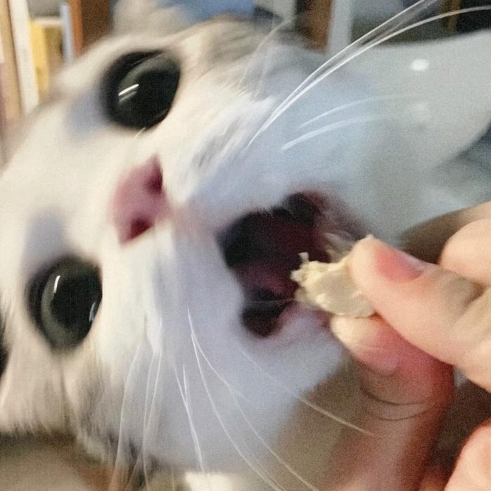 zikf¹¹