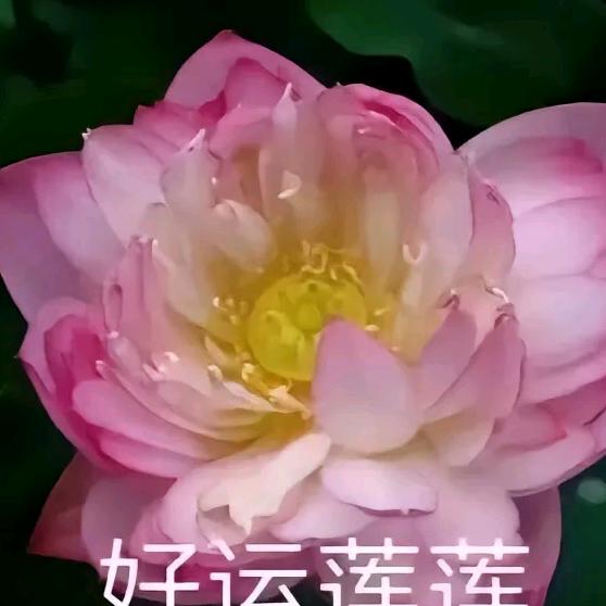人生细品