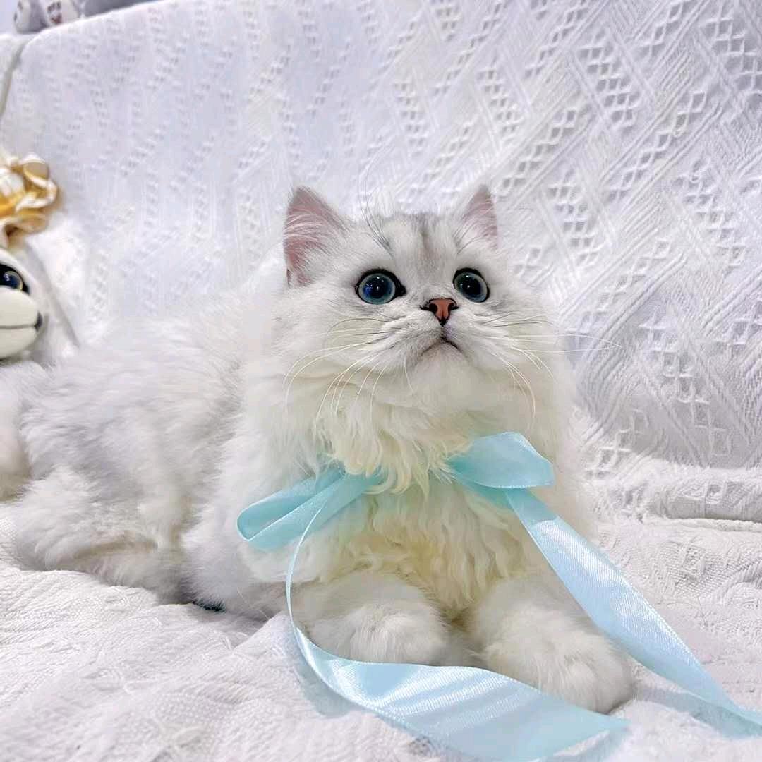 光洙家🌈猫舍🐱