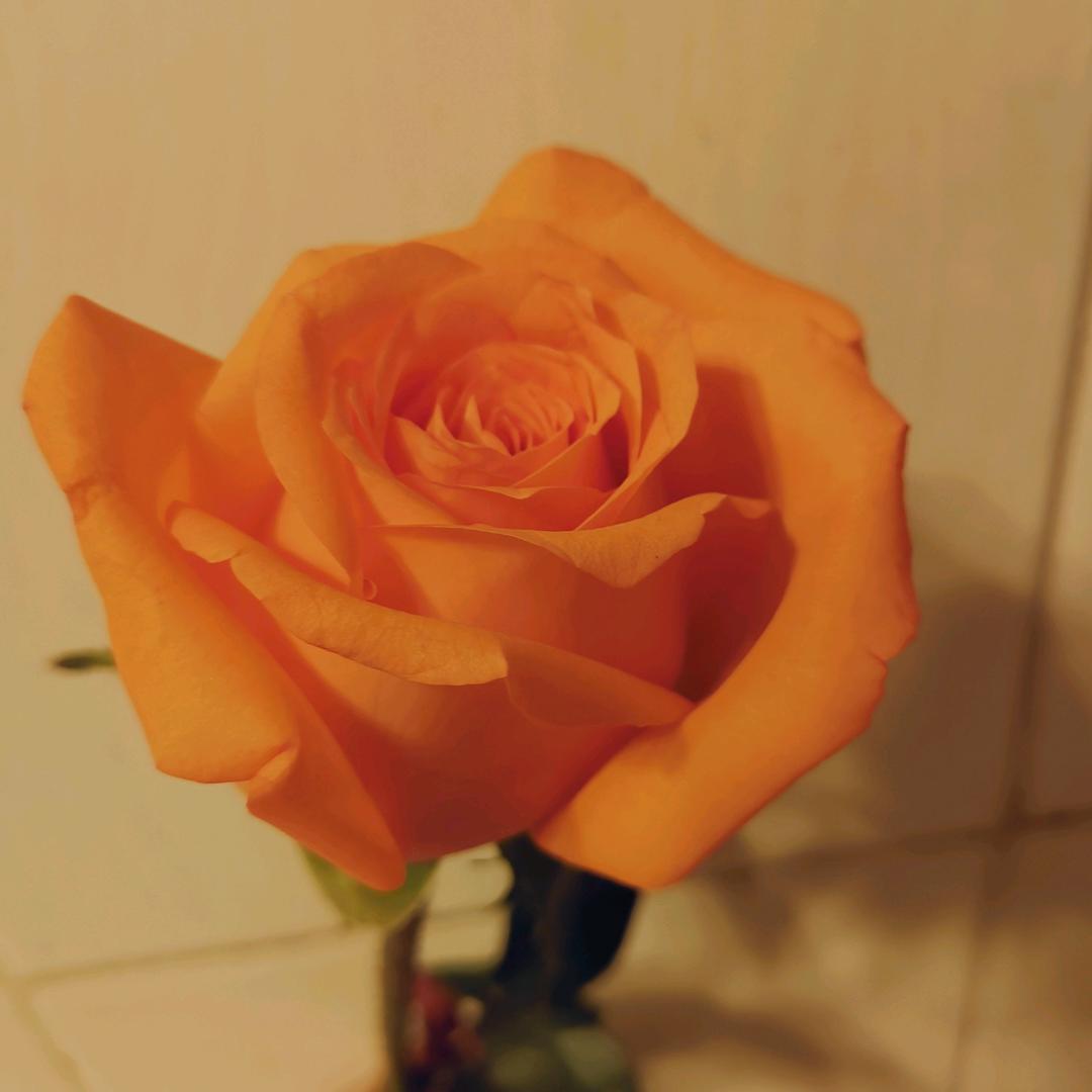 摸摸小狗尾
