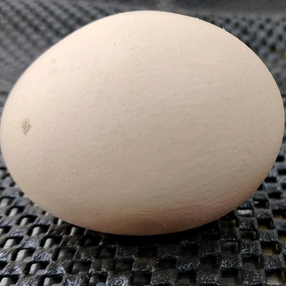 😈前半生自由，后半生束缚👿