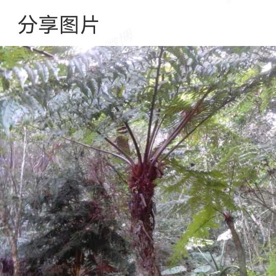 寅子牛