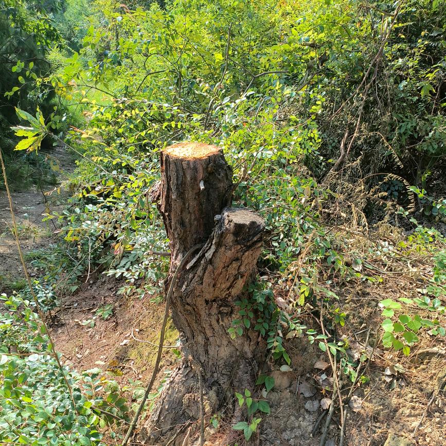 企鹅道友1053357336