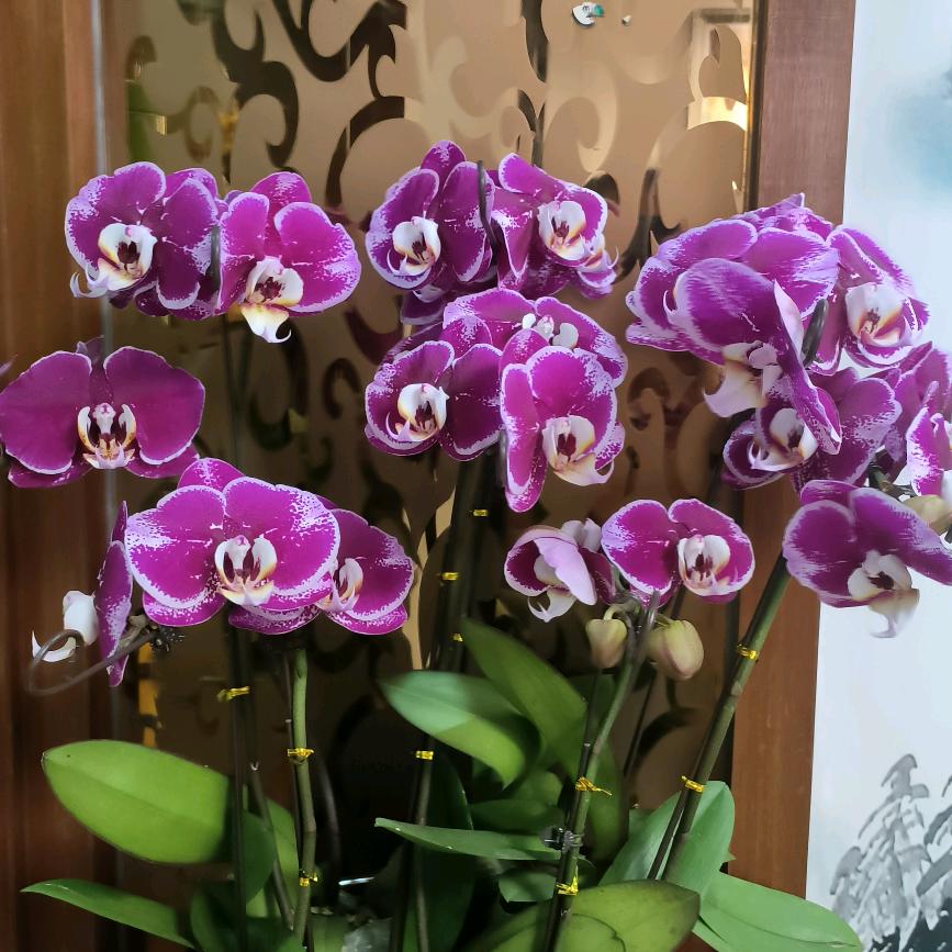 成鑫水电苏培淑