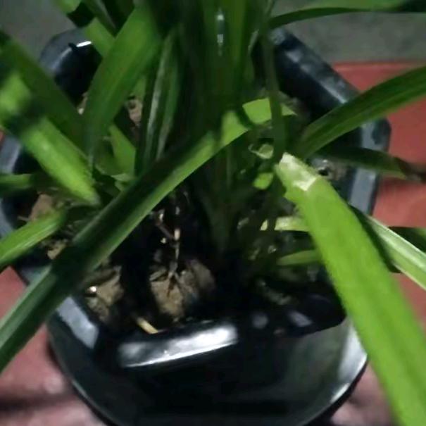 风冷清辰
