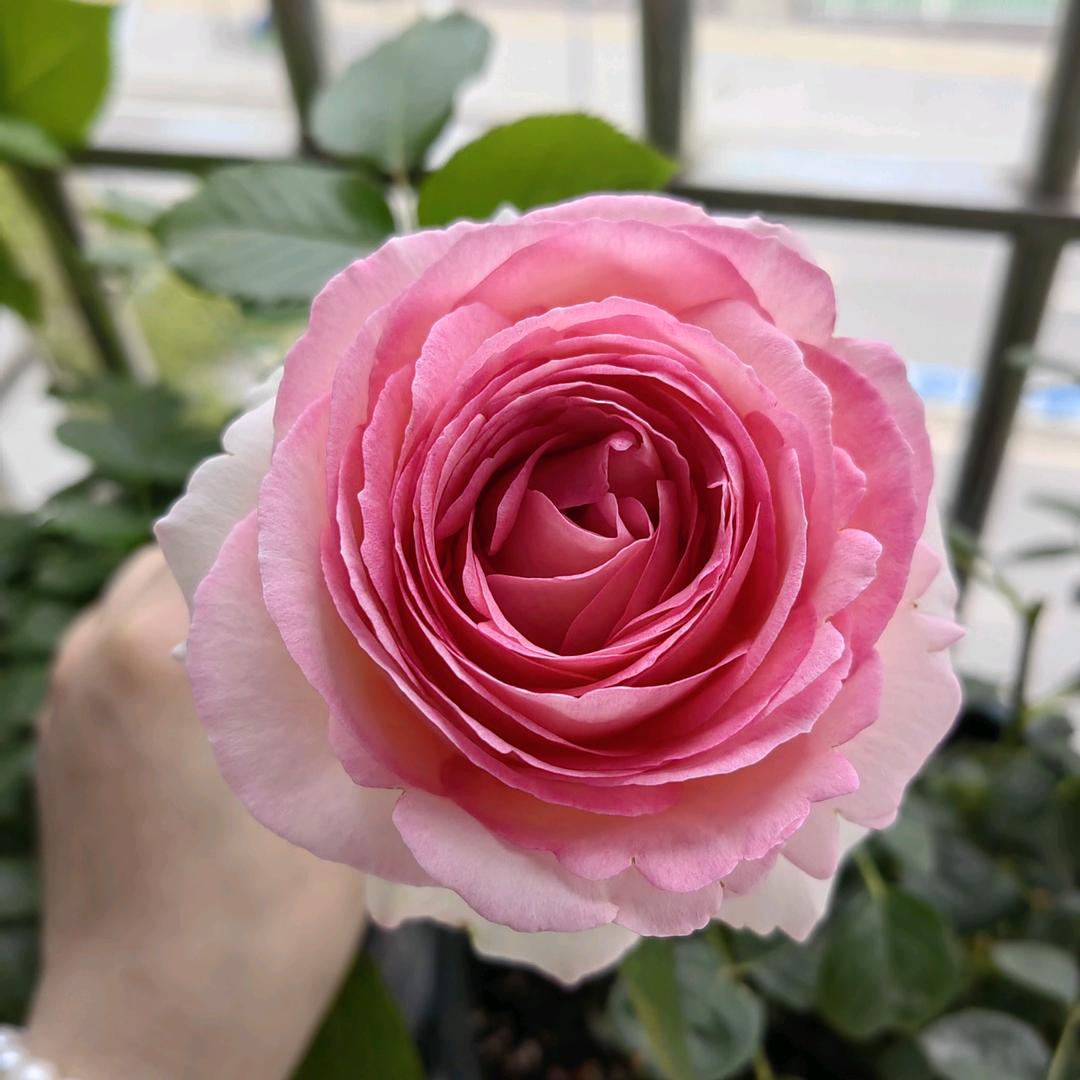 🌸☘️🌺🍬☾⋆᭄ꦿ  一朵微笑的花