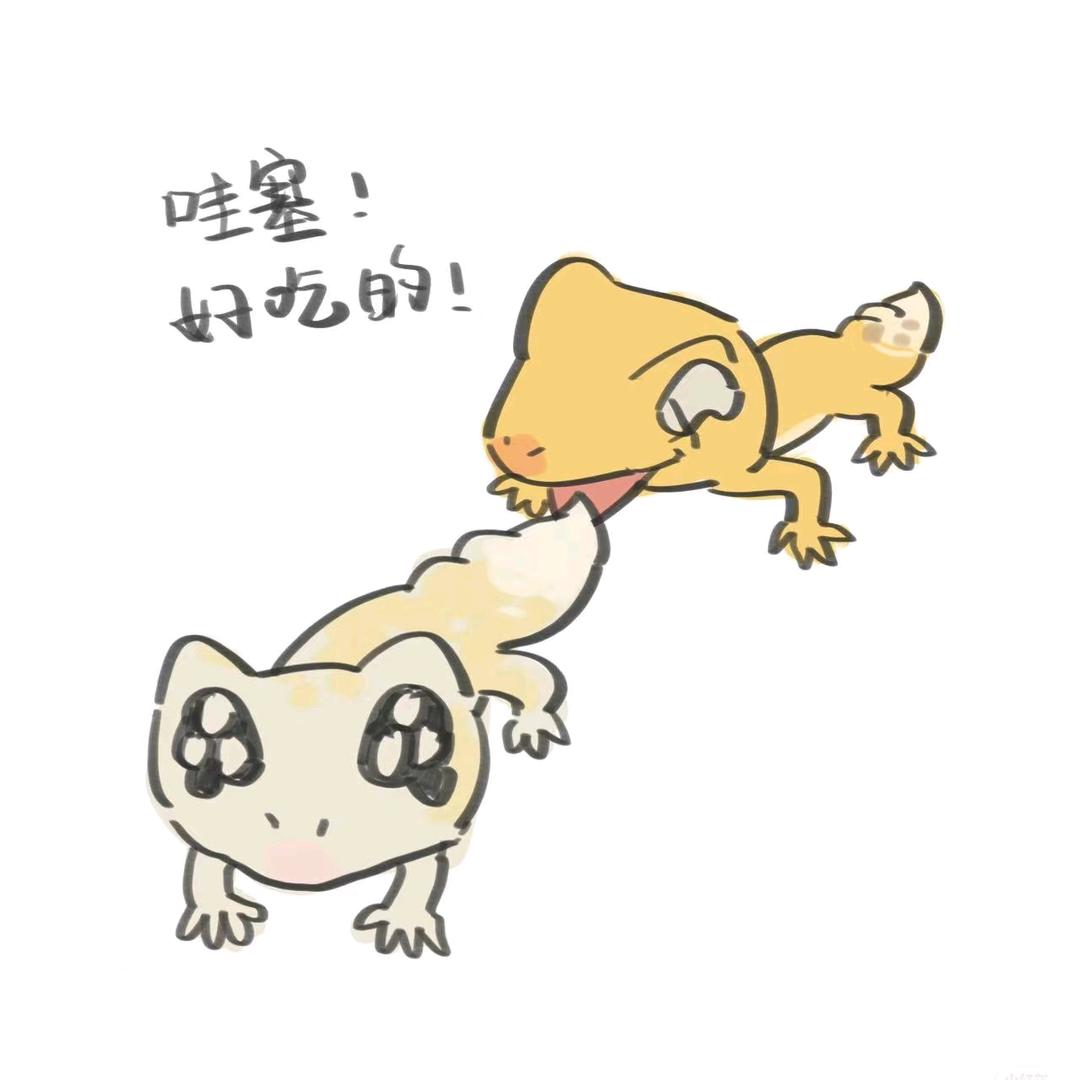 爬爬世界·豹睫守宫售卖处