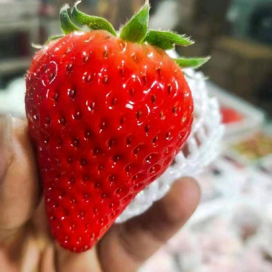 ☞草🍓*🍓莓☜