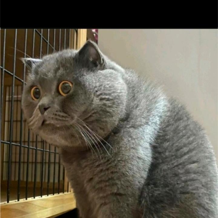 殷————金枫@JF