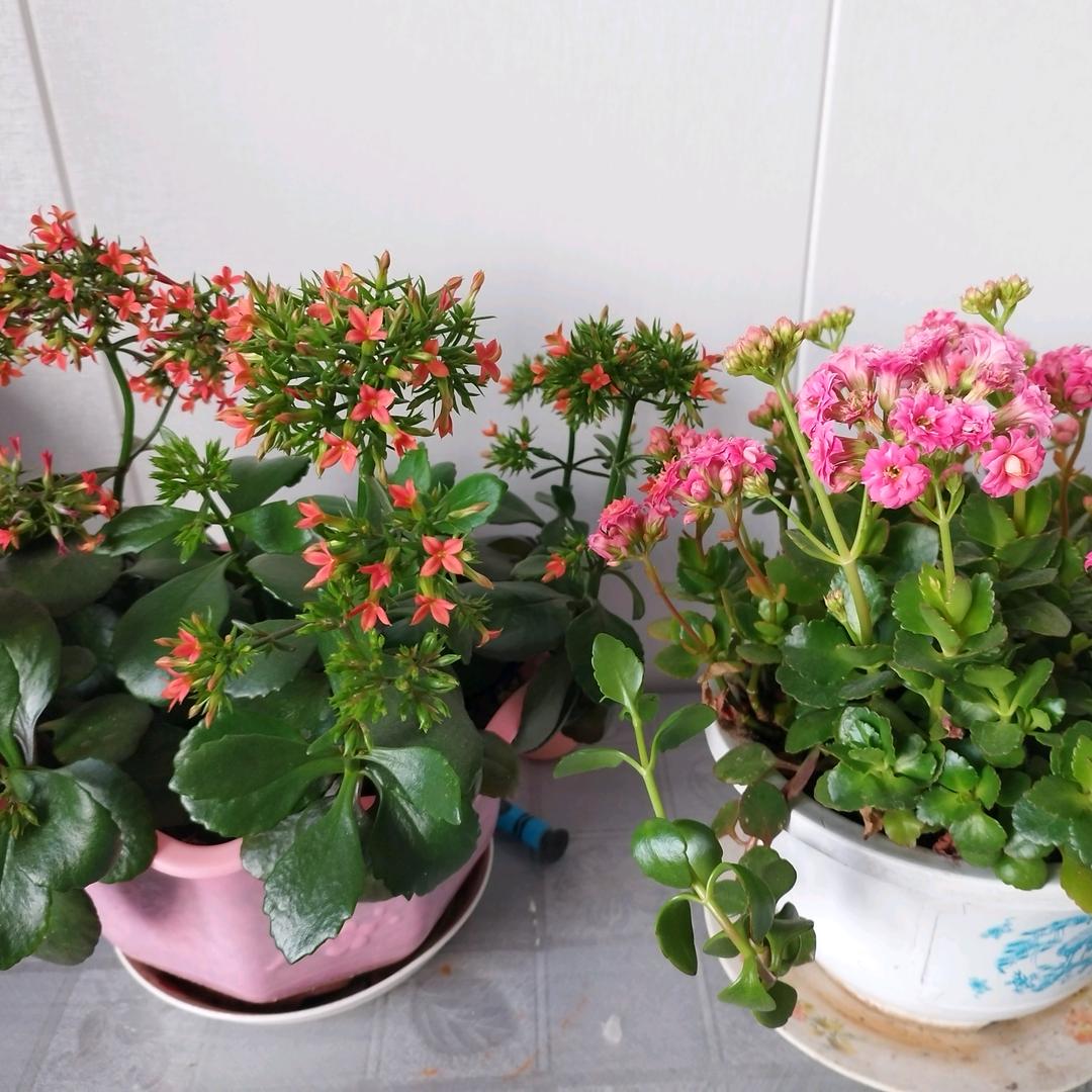 我的世界我做主