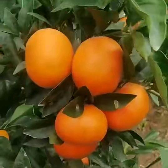 沃尔丰农资小容