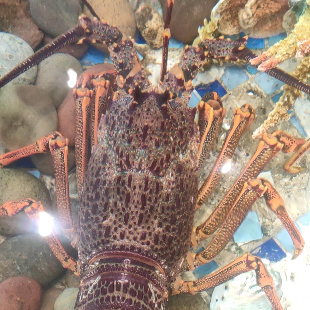 💔💔乌天🌶️黑地❣️