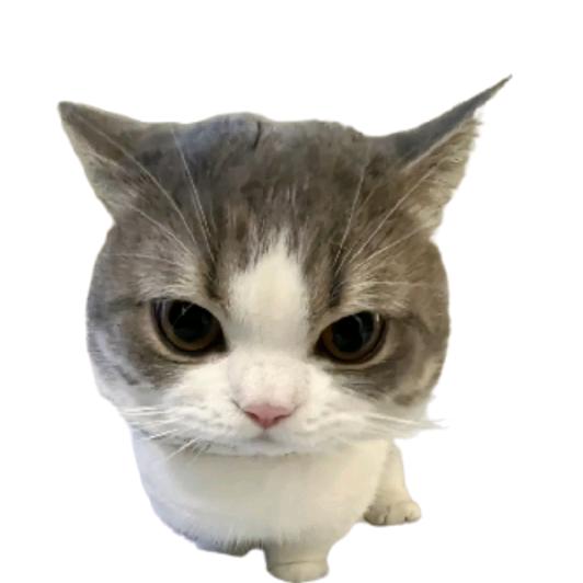 Han9.