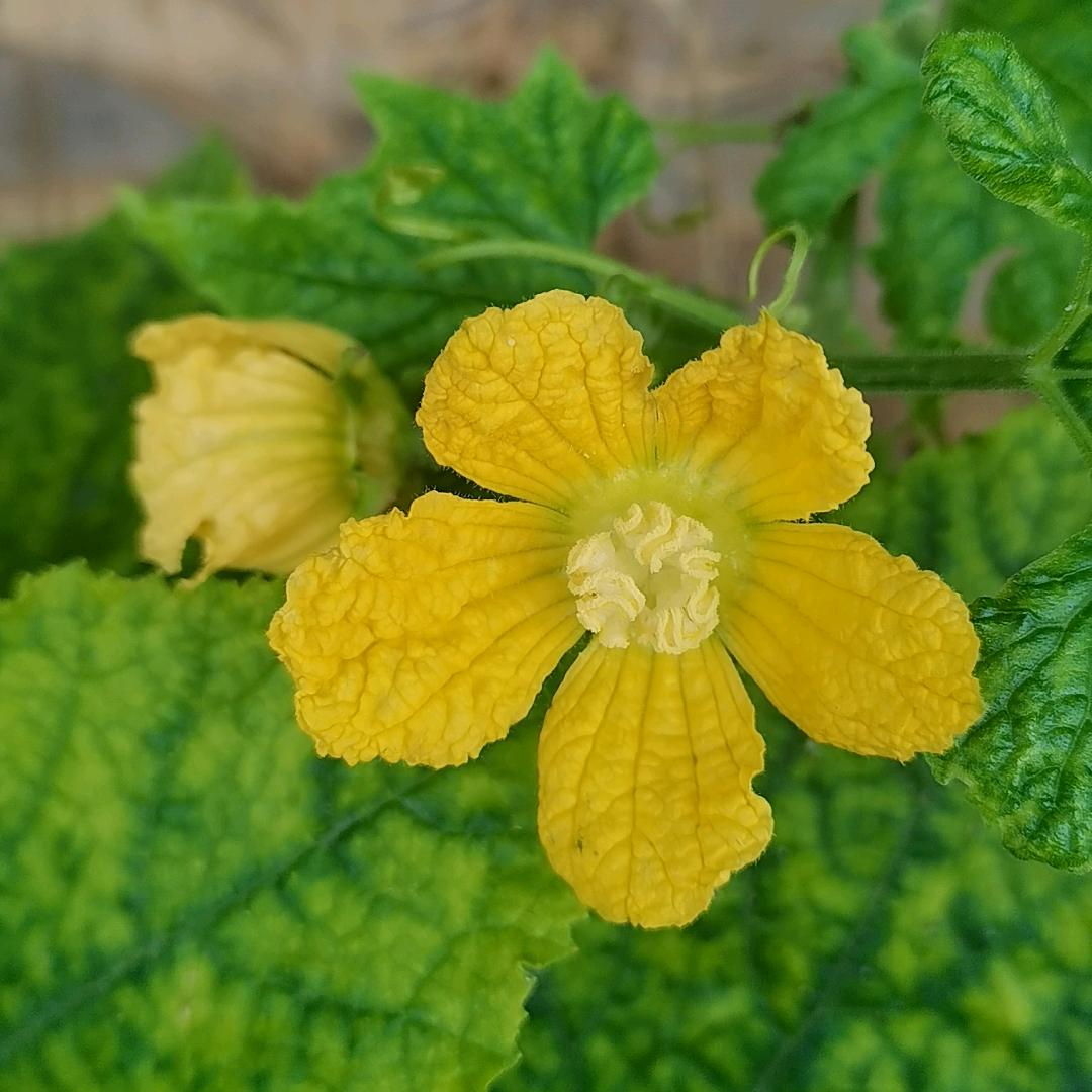 花开富贵好运来